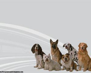 Raza de Perros Powerpoint