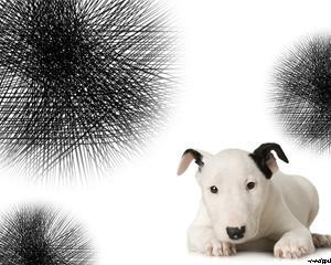 Cachorro Bull Terrier Powerpoint