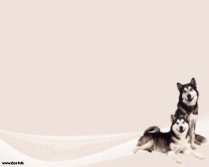 Plantilla PowerPoint Alaska Malamute