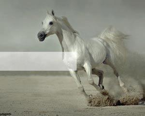 Caballo blanco Powerpoint