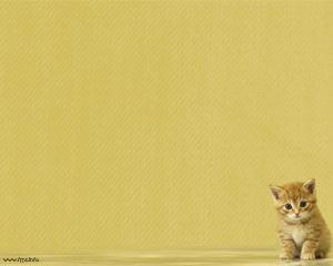 Little Cat Powerpoint Template