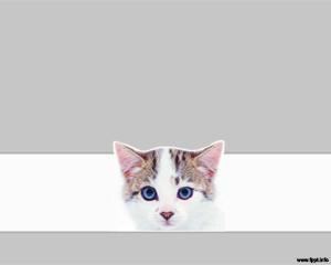 Gato Plantilla PowerPoint Gratis